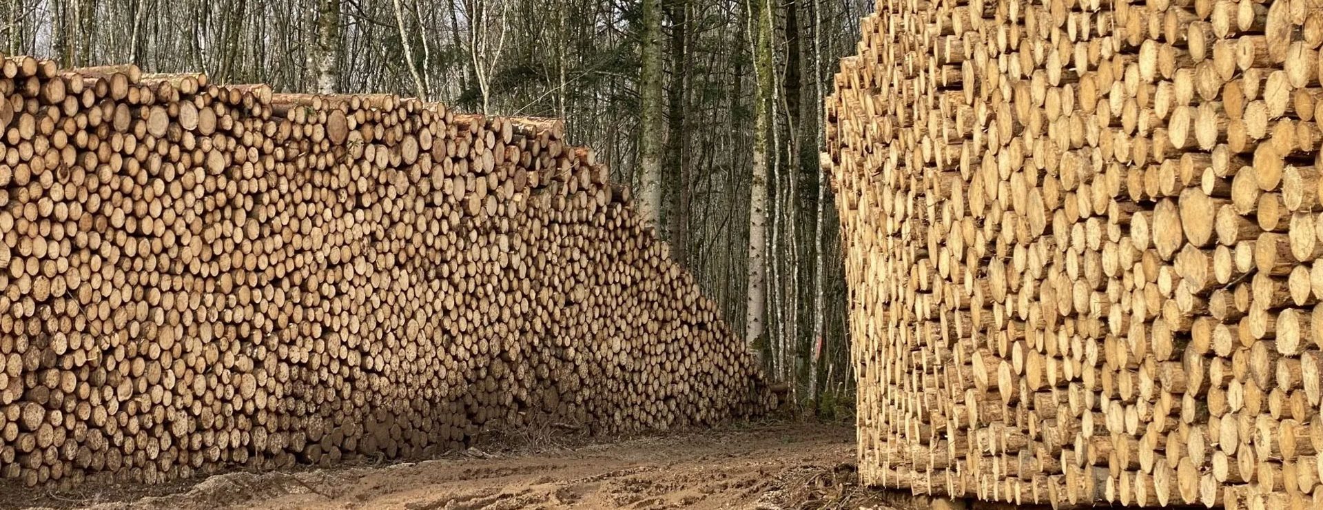 Acheteur bois Ille-et-Vilaine
